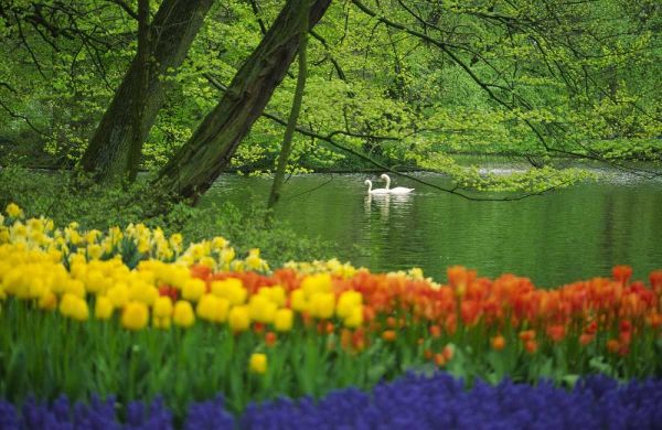 Netherlands, Lisse White swans on pond in spring